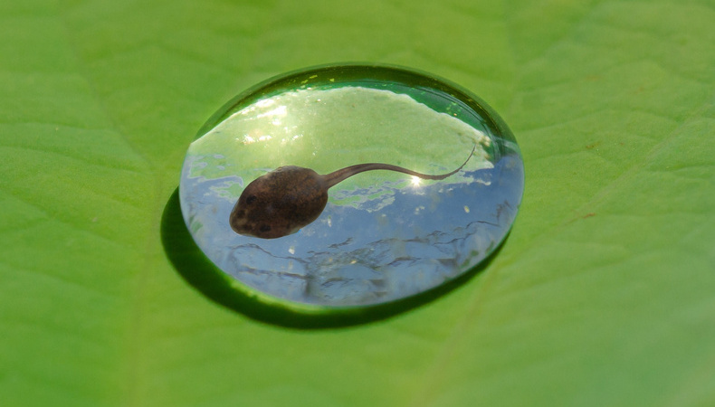 tadpole2119594_1920_1920