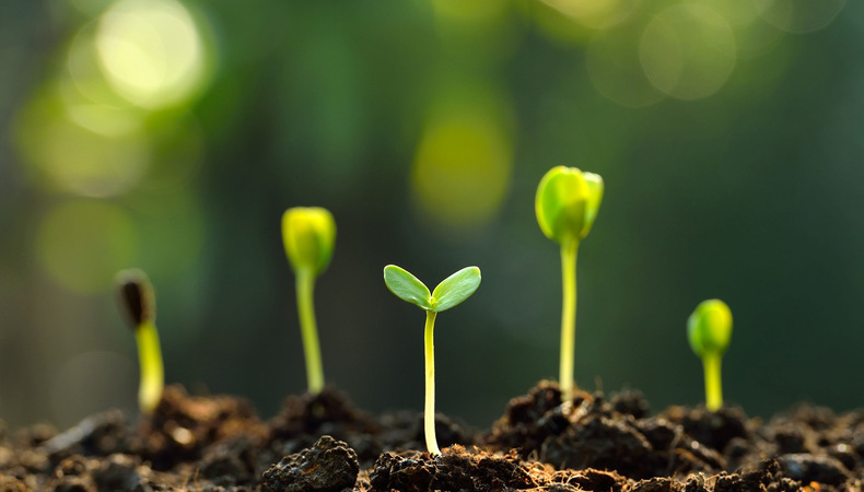 4540-plants-1710515972.jpg