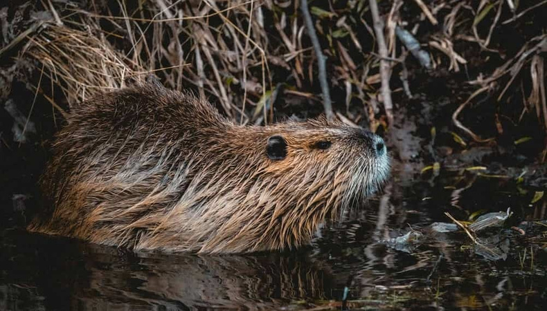 beaverbyniklashamann_orig_1000