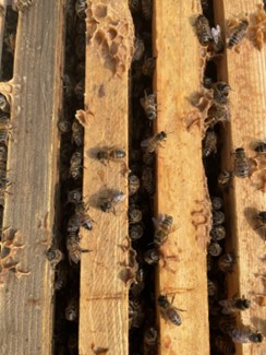 A30F-bees-1657719199.jpg