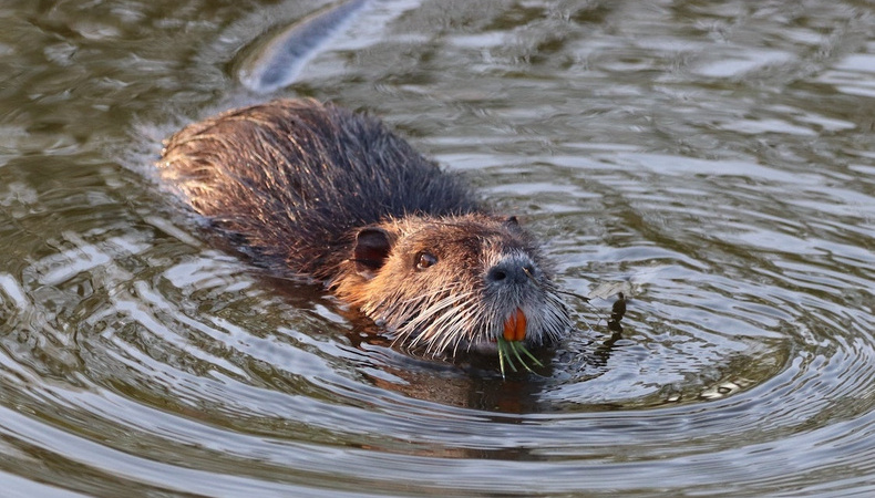 sarkakrnavkovabeaverunsplash_orig_1122